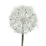 Beauty Home ΛΟΥΛΟΥΔΙ 50CM