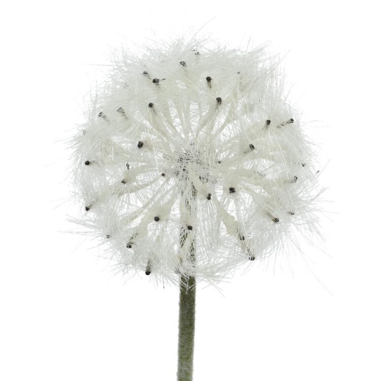 Beauty Home ΛΟΥΛΟΥΔΙ 50CM