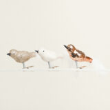 Beauty Home ΠΟΥΛΙΑ ΣΕΤ 3 ΤΜΧ 3 x 8 x 3