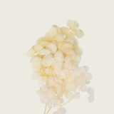 Beauty Home ΜΙΝI HYDRANGEA ΕΚΡΟΥ 7 cm x 8 cm