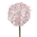 Beauty Home ΛΟΥΛΟΥΔΙ 50 CM