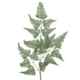 Beauty Home ΦΤΕΡΗ 38x116cm