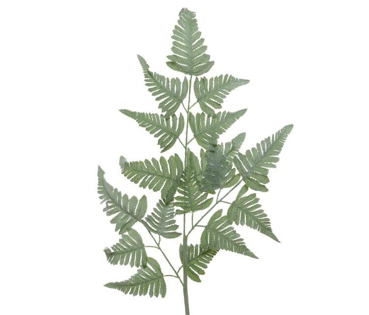 Beauty Home ΦΤΕΡΗ 38x116cm